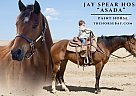 Paint - Horse for Sale in Highlands Ranch, CO 80130